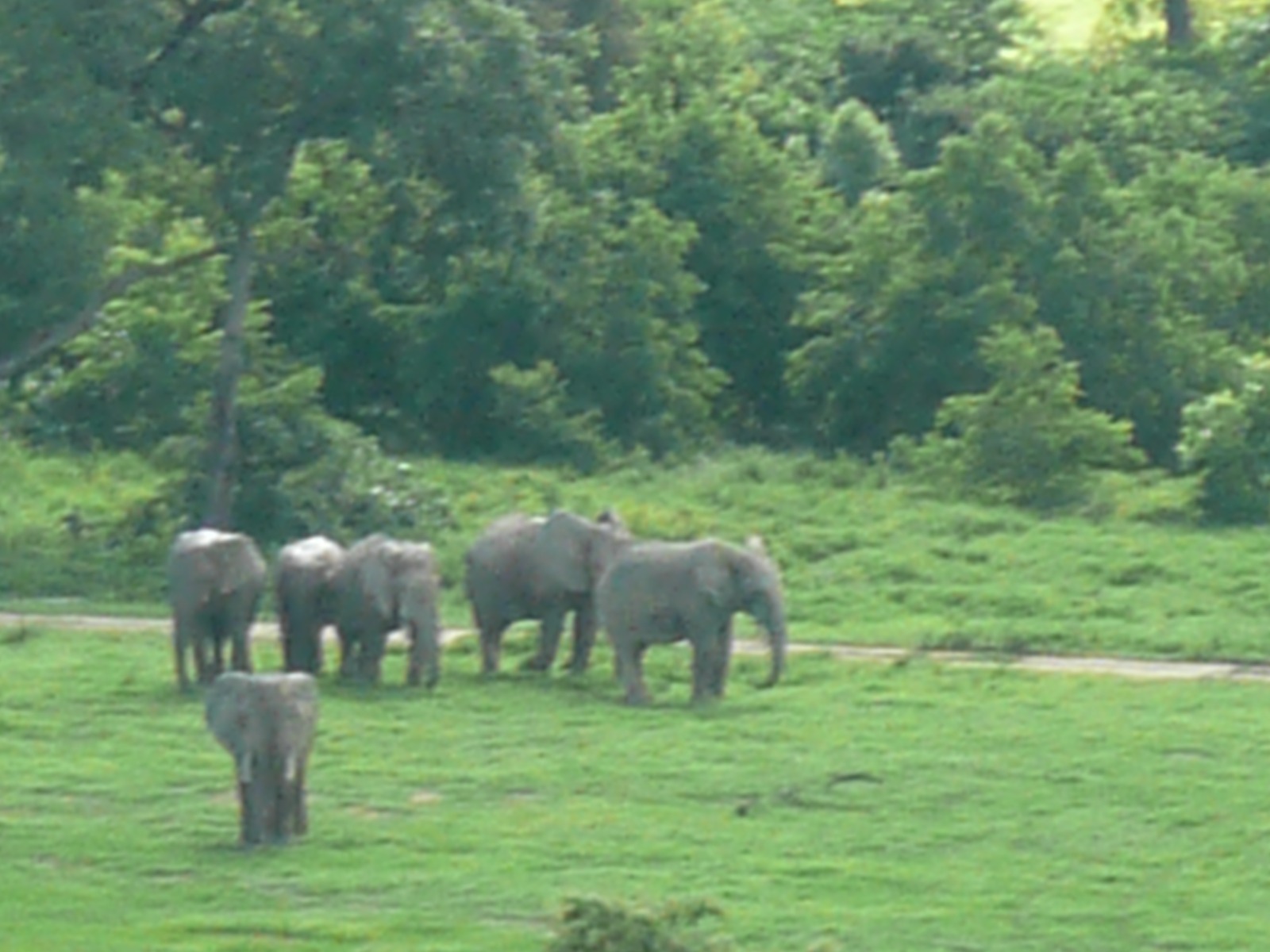 Elephants at Mole National Park, Ghana